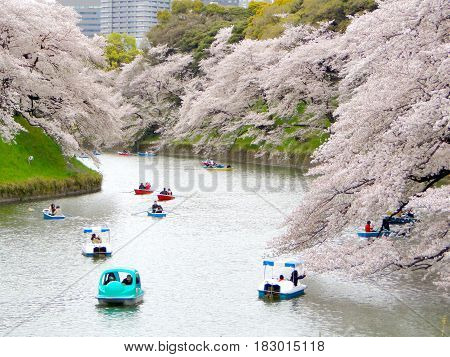 Tokyo Japan, 2017 April 9 A view of Chidorigafuchi park during the spring season this area is popular sakura spot.
