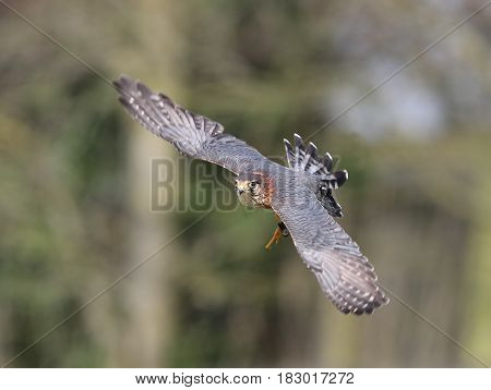 Close up of a Merlin in flight