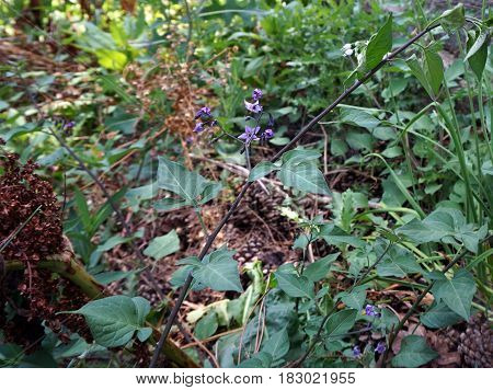Flowers of the bittersweet nightshade plant (Solanum dulcamara) bloom in Joliet, Illinois during June.