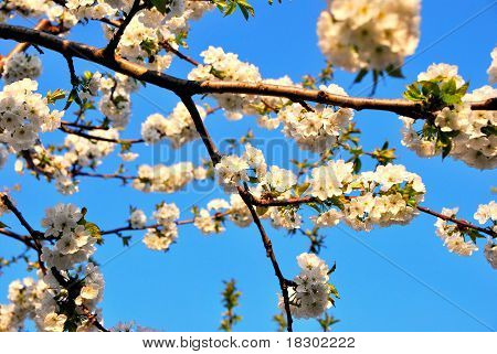 Valkoinen Cherry Blossoms