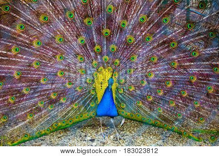 Peacock. Portrait Of Beautiful Peacock With Feathers Out. Close Up Of Peacock Showing Its Beautiful