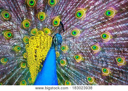 Peacock. Portrait Of Beautiful Peacock With Feathers Out. Close Up Of Peacock Showing Its Beautiful