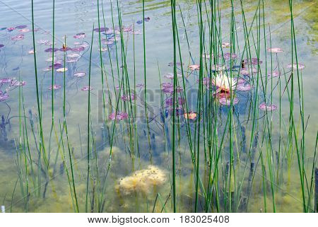 Waterlily in garden pond. Ariel Sharon Park stands on a waste dump site. Hiriya, Israel