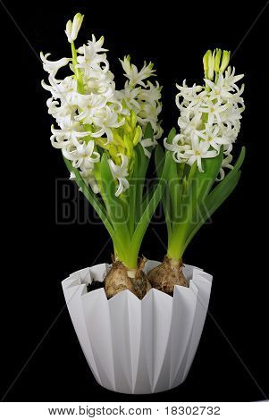 Fiori di giacinto bianco