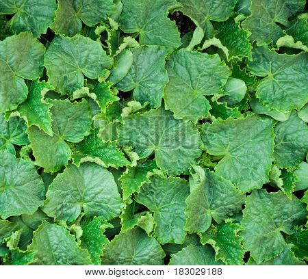 cucumer plant texture green leaves texture. sprout background.