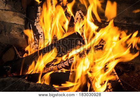 Burning birch logs in bonfire. Fire and embers background.