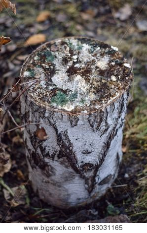 Wood birch log on the ground. Timber firewoods.