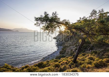sun shining through leaves of green tree with blue sea on background at sunset