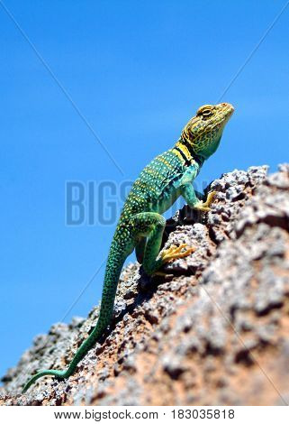 Green Iguana on the rock in Colorado
