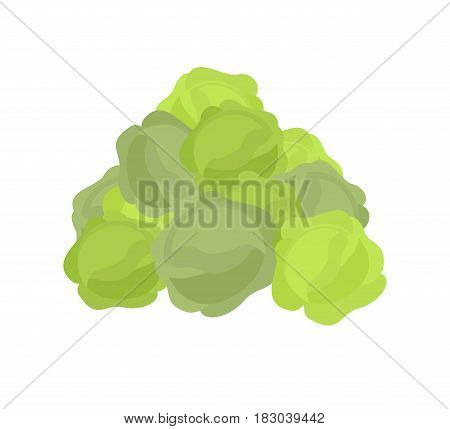 Bunch Cabbage. Lot Of Vegetables. Big Crop On Farm