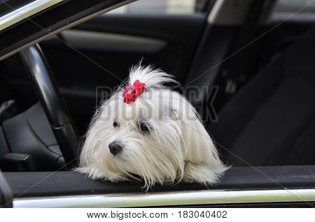 Maltese dog in the car looking out the window