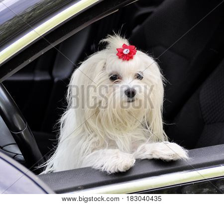 Maltese dog in the car looking out the window