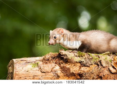 Stone marten on the stump in forrest - Martes foina
