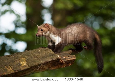 White brasted marten jumping on wood - Martes foina