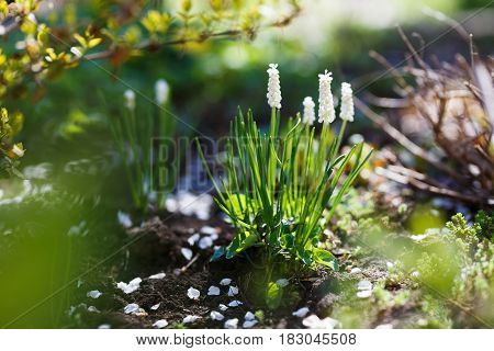 White Muscari neglectum flowers in the spring garden.