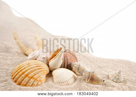 Shells Coral and Dried Sea Urchins on the sand as background