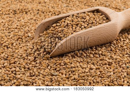 Wheat Grain On White
