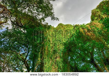 Almendares Park - Havana, Cuba