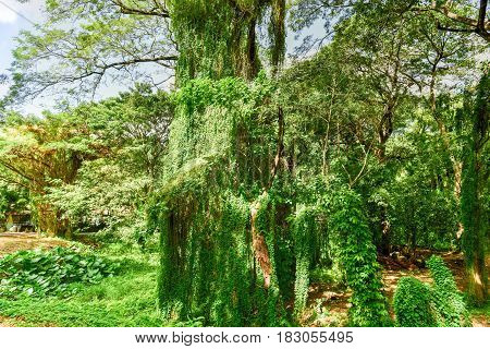 Almendares Park - Havana, Cuba