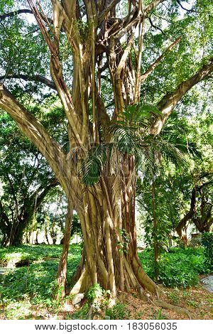 Almendares Park - Havana, Cuba