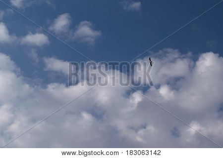 In the blue sky with white Cumulus clouds floating in the sky is one Seagull. A Seagull spreads his wings and flies to the left. A warm Sunny day.