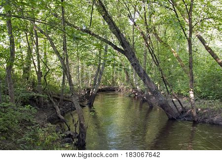 Elm Creek during Summertime in Maple Grove, Minnesota.