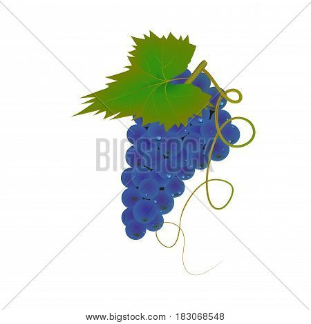 Bunch of grapes . Dewdrops. Green leaf . Ripe, juicy berries. Vector.