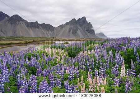 Summer landscape with flowers and mountain views. Glade of blooming lupine. Stokksnes Cape in the southeastern part of Iceland, Europe