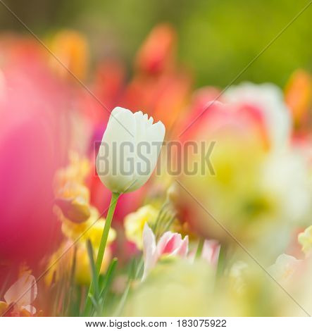 Beautiful view of colored tulips, close-up.