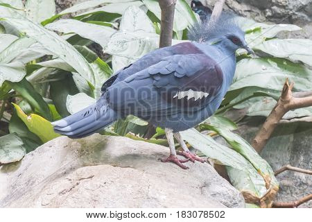 Blue Crowned Pigeon staying over a stone, Columbidae