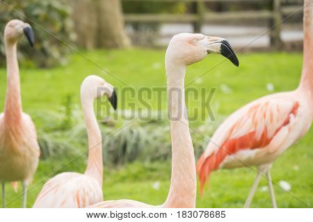 Group of flamingos in a prairie Phoenicopterus chilensis