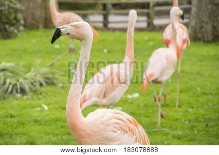 Group of flamingos in a prairie Phoenicopterus chilensis