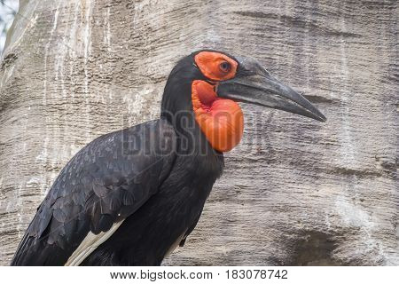 Hornbill southern ground in a tree Bucorvus leadbeateri