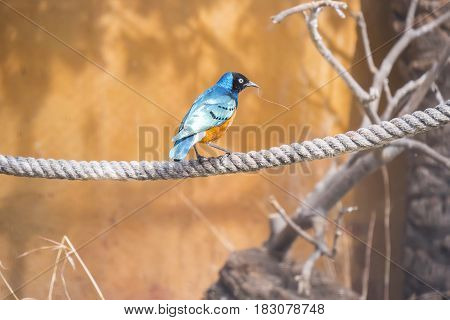 Superb starling perched on a rope Spreo Superbus