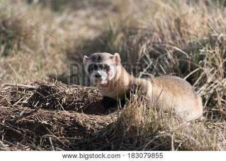 A Black-footed Ferret at a Prairie Dog Burrow