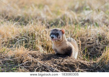 A Black-footed Ferret at a Prairie Dog Burrow