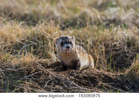 A Black-footed Ferret at a Prairie Dog Burrow