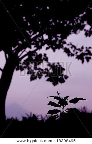 Silhouette Of Big Tree And A Small Plant