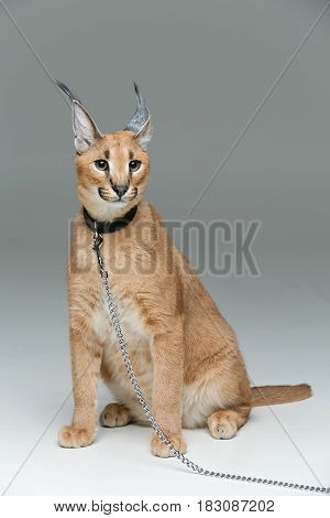 Beautiful caracal lynx 6 months old kitten in leather collar with chain leash sitting on grey background. Isolated. Studio shot. Copy space.