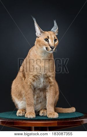 Beautiful caracal lynx 6 months old kitten sitting on table over black background. Studio shot. Copy space.