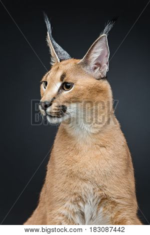 Beautiful caracal lynx 6 months old kitten sitting on black background. Studio shot. Copy space.