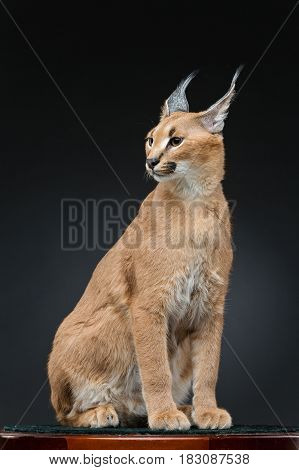 Beautiful caracal lynx 6 months old kitten sitting on table over black background. Studio shot. Copy space.