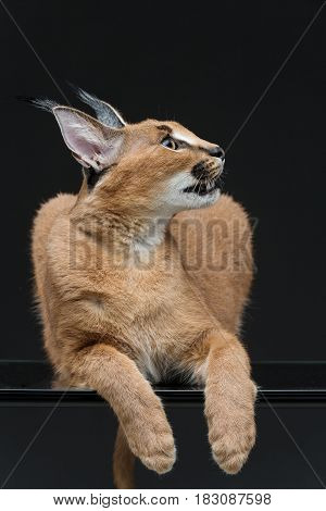 Beautiful caracal lynx 6 months old kitten lying on black background. Studio shot. Copy space.