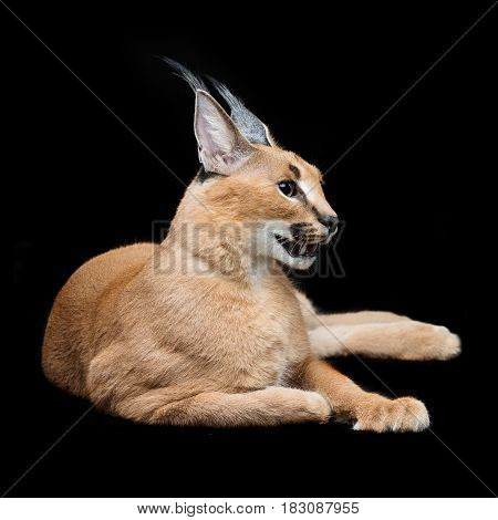 Beautiful caracal lynx 6 months old kitten lying on black background. Studio shot. Copy space.