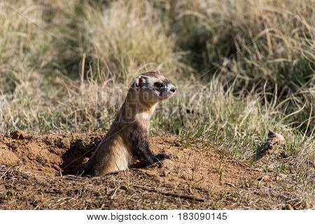 An Endangered Black-footed Ferret Hunting on the Prairie