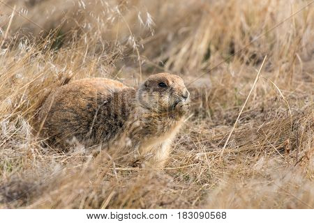 Prairie Dog Shenanigans on a Spring Morning
