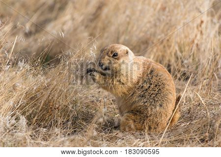 A Prairie Dog Giving an Annoyed Snarl