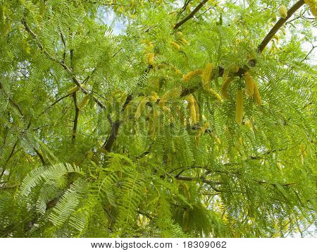 Fiori di Mesquite