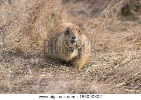 Prairie Dog Shenanigans on a Spring Morning