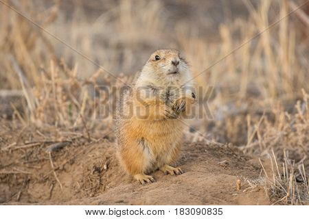 Prairie Dog Shenanigans on a Spring Morning